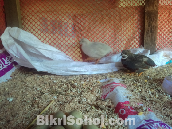 একজোড়া কিং কোয়েল পাখি বিক্রি করা হবে